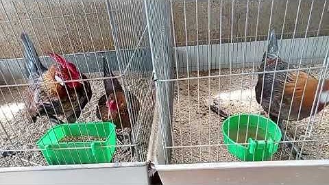 bẫy gà rừng gà mã mái.   mưa rừng vlog