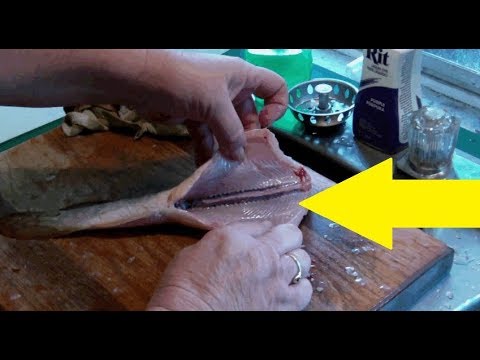 top movies on netflix Woman Cleaning Out A Fish For Dinner Gets The Surprise Of Her Life
