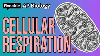AP Biology - Cellular Respiration & Photosynthesis