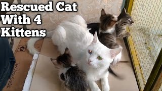 4 Rescued Kittens Went Crazy And Jumping On Cat Mom