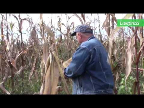 სიმინდის მოსავლის აღება