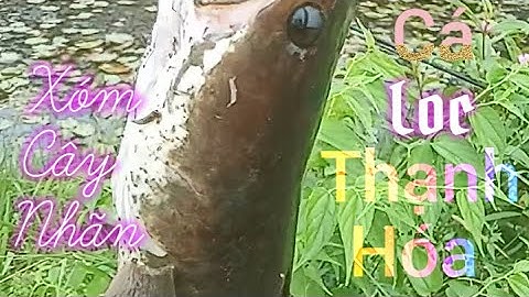 Chia Sẻ Điểm Câu Cá Ở Thạnh Hóa Quốc Lộ 62 #inshot