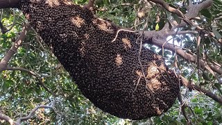 Biggest honey bee ever | Honey bee | TRAVEL