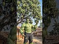 Hulk ne lagaya ped #hulkshorts #treehouse #treeplantation #villagevlog #villagestory #freshstart