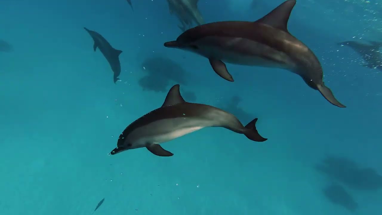 ⁣Les dauphins de Sataya