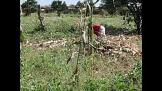 Aflatoxin contamination of maize