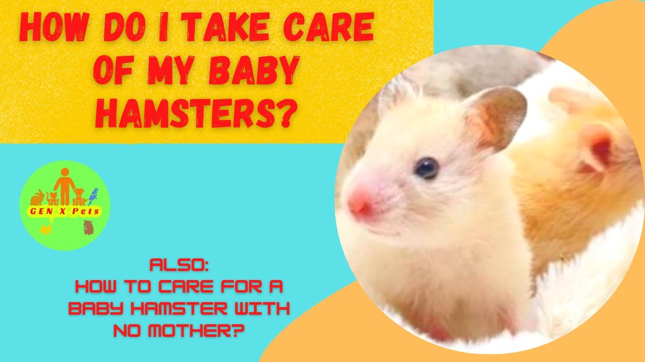 How do I take care of my baby Hamsters? How do I Care for a Baby
