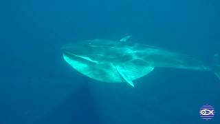 Rare Omura's Whale Footage!