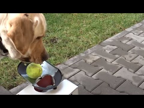 Automatic Ball Launcher For Dogs Diy