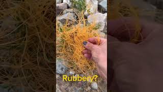 Do You Know What This Creepy Plant is? #shorts #deathvalley