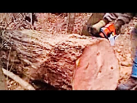 Cutting 28'' dia. dead oak tree with Stihl MS 460 Magnum chainsaw with ...
