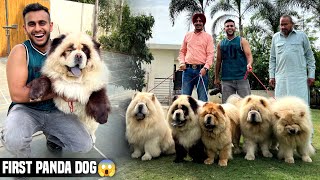 First Panda Dog India Agya🐼😱 by PULKIT vAmp 27,498 views 4 weeks ago 15 minutes