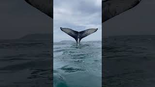 Whale Filmed by Tourists during a Tour