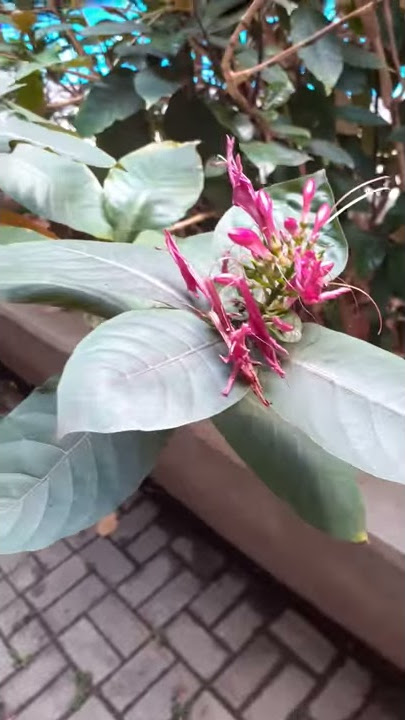 Daun Haendeleum untuk obat wasir / ambien Herbal