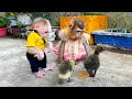 Monkey kaka and monkey mit are so cute when playing with baby geese