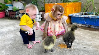 : Monkey Kaka and Monkey Mit are so cute when playing with baby geese
