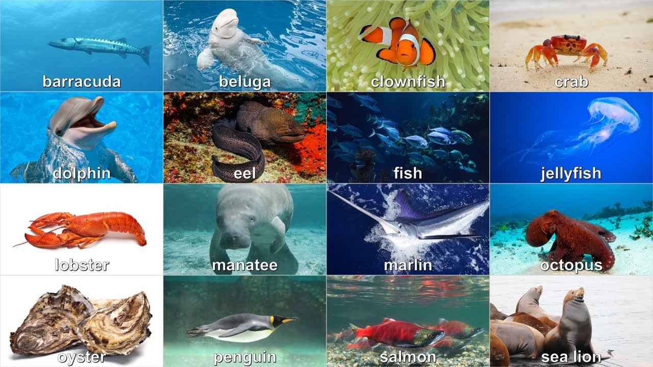 Sea Animals YouTube