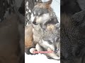 Красивая песня Красивая песня