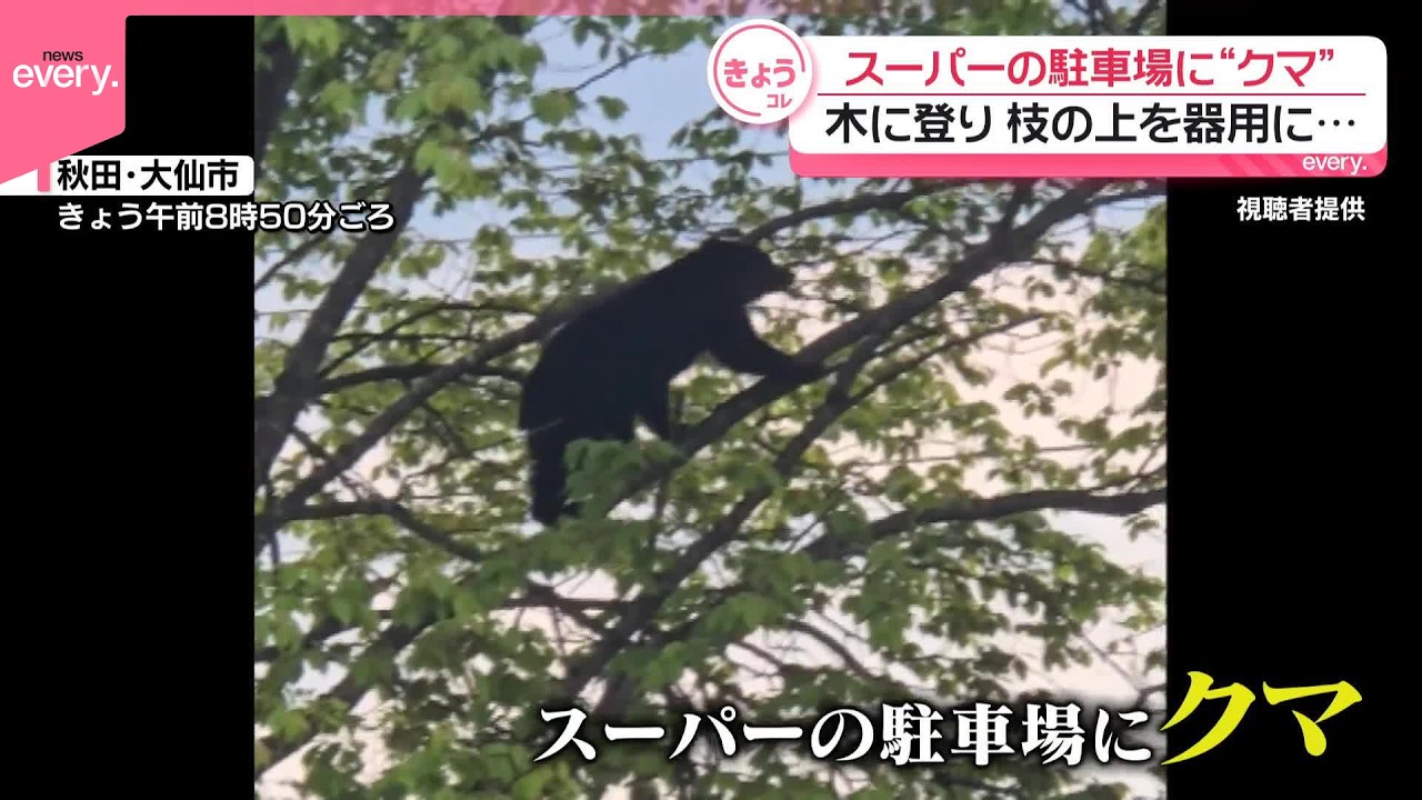 クマ】スーパーの駐車場に出没 木に登り枝の上を器用に歩く - YouTube