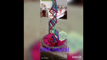 The DNA Model  made by me as assignment