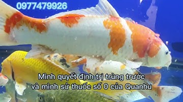 Thuốc số 0 trị trùng mỏ neo, trùng quả dưa, rận nước, kí sinh trùng cho các loại cá cảnh