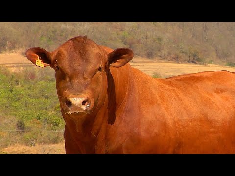 LOTE 25 - BARA 392 - Leilão de Touros Senepol da Barra 2021