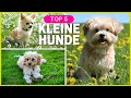 Top 5 kleine Hunderassen | Kleine Hunde zum verlieben! ❤