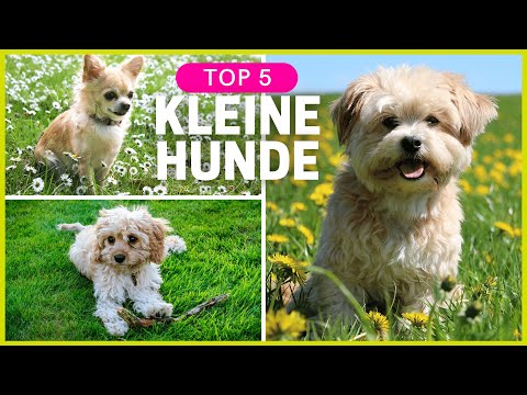 Video: 6 funkelnde Möglichkeiten, mit Ihrem Hund im neuen Jahr zu läuten