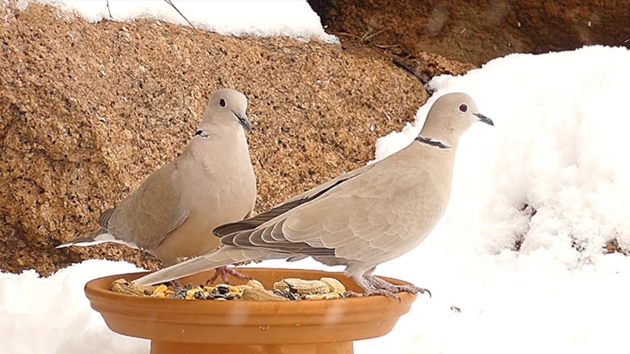 Backyard birds of Colorado springs YouTube