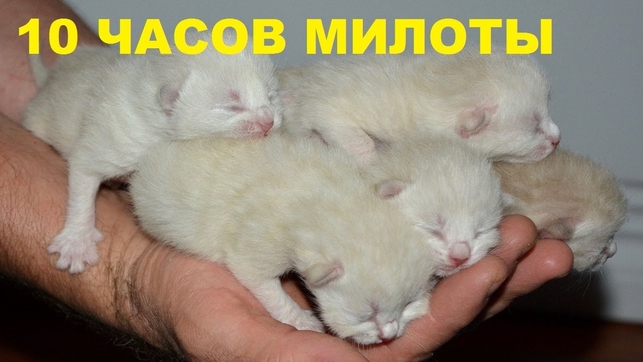 Котята зовут маму кошку слушать