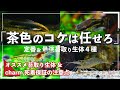 【茶色い苔で困ったら】茶ゴケ除去にオススメな最強生体４種【初心者向け茶ゴケの対策・除去方法】【小型水槽でアクアリウムを始めよう！#４】
