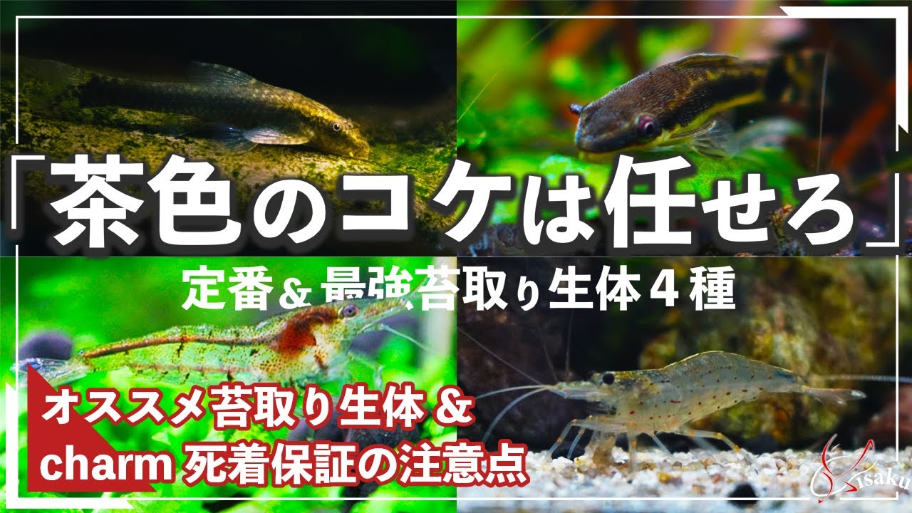 茶色い苔で困ったら 茶ゴケ除去にオススメな最強生体４種 初心者向け茶ゴケの対策 除去方法 小型水槽でアクアリウムを始めよう ４ Youtube