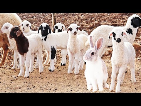 Dünyanın En Sevimli Hayvanları🐏Kuzular🐐Keçiler🐑Kuzu Sesi🐄Buzağı Sesi 🐇Tavşan 🐥Tavuklar