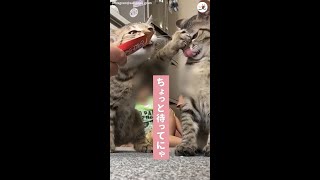 子猫たちが仲良くおやつをペロペロ♪ と思いきや…(;´∀｀)