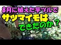 サツマイモの育て方　8月に植えて収穫できるのか!? 結果発表!!【家庭菜園】