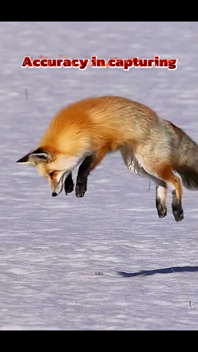 Foxes eat mice #trending #worldwildlifeday #wildlife #animals #fox #shorts