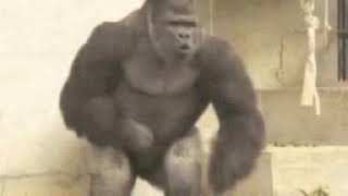 So basically I'm monky