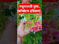 मधुमालती पुष्प का वानस्पतिक नाम, कॉम्ब्रेटम इंडिकमCombretum indicum #biology