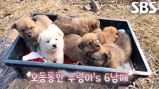 누렁이, 역대급으로 쉽게 구조에 성공하며 꼬물이들도 안전 구조!