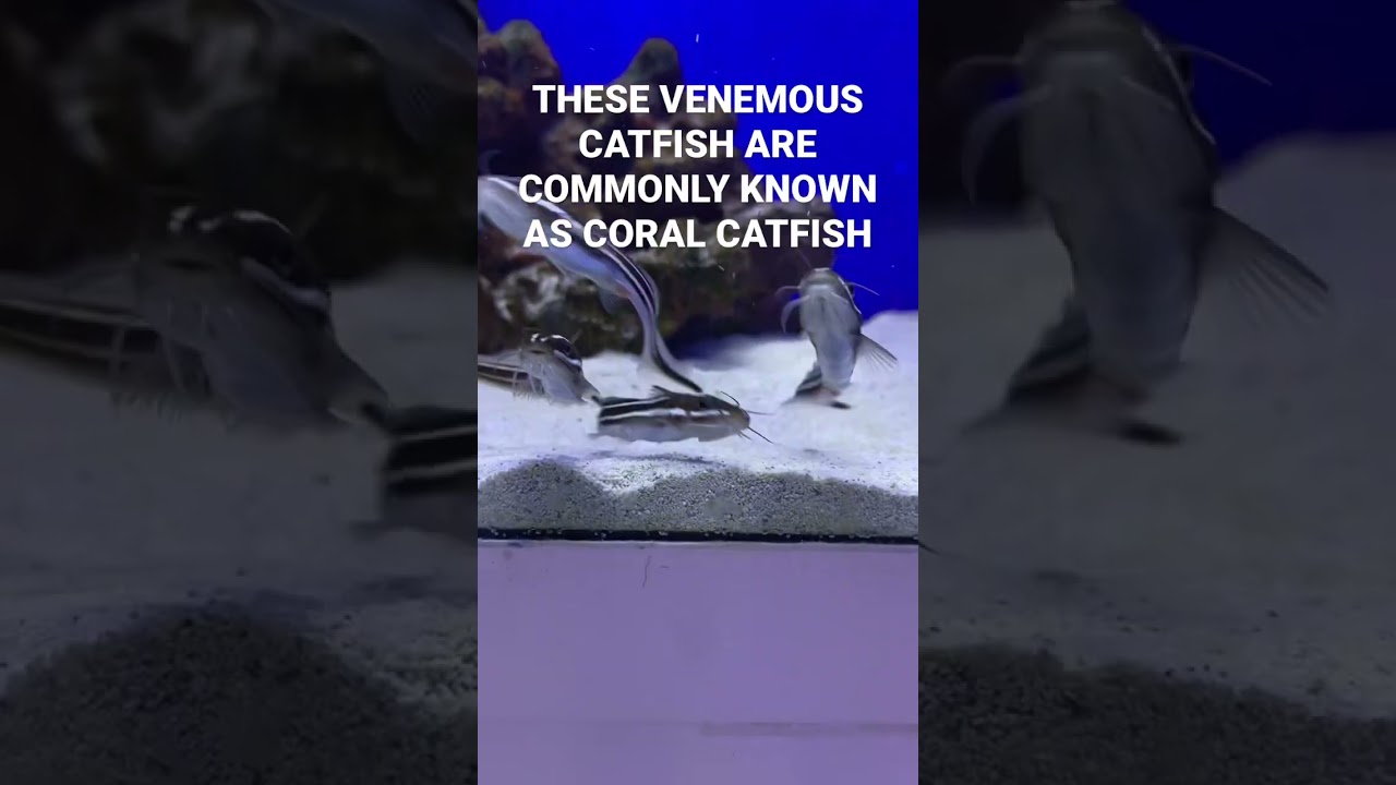 VENOMOUS SALTWATER CATFISH! 