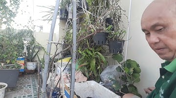 Cách trồng Táo Thái trong chậu nhiều trái.