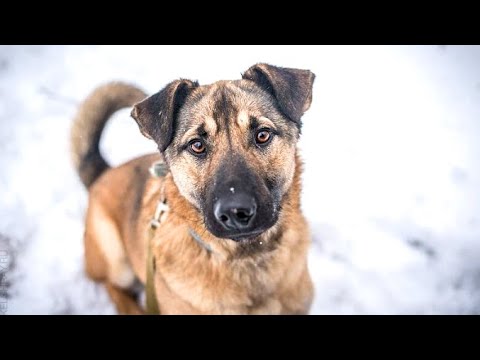 Video: Kako putovati u Dansku sa psom