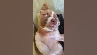 anjing lagi mikir...