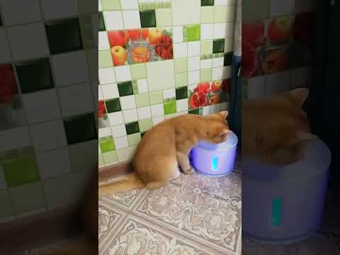 нашему котику больше нравится пить из фонтанчика!