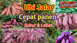 Here's how to plant sweet potatoes for a quick harvest