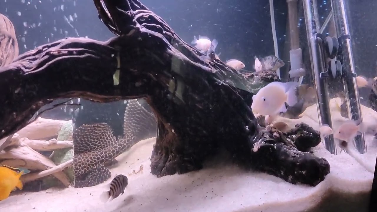 Гибриды от цихлазомы фламинго и сапфирового попугая