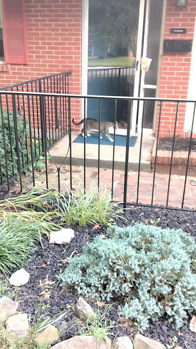 Getting Chucky in the house with treats #cat #short