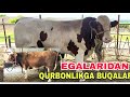 Egalaridan qurbonlikga tayyor buqalar urug'bop buqalar va qo‘y qo‘zilar sotiladi19-may, 2026