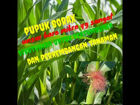 PUPUK BORAX UNSUR