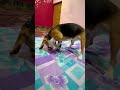 Stela is doing Exercise #trending #growth #worldwide #pets #beagle #entertainment #dog #highlights